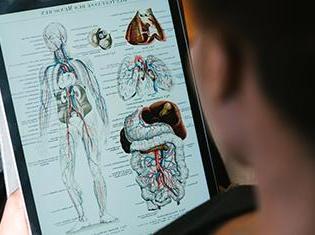 A person studying anatomy on a tablet.